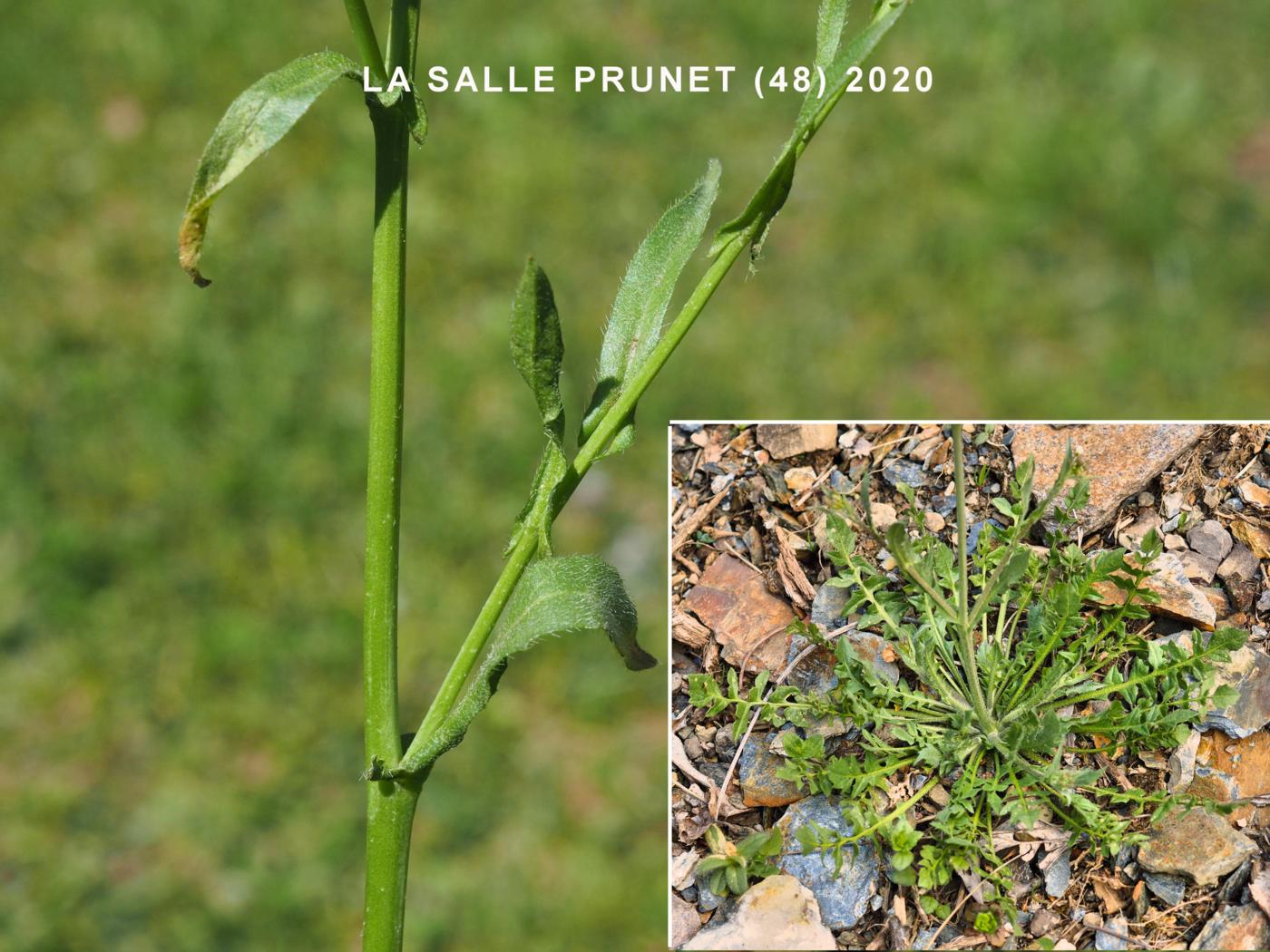 Shepherd's Purse leaf